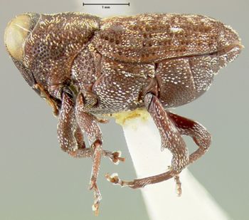 Media type: image;   Entomology 25208 Aspect: habitus lateral view